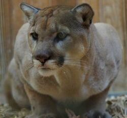 Cougar Animals Wiki Fandom
