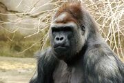 Gorilla (1)