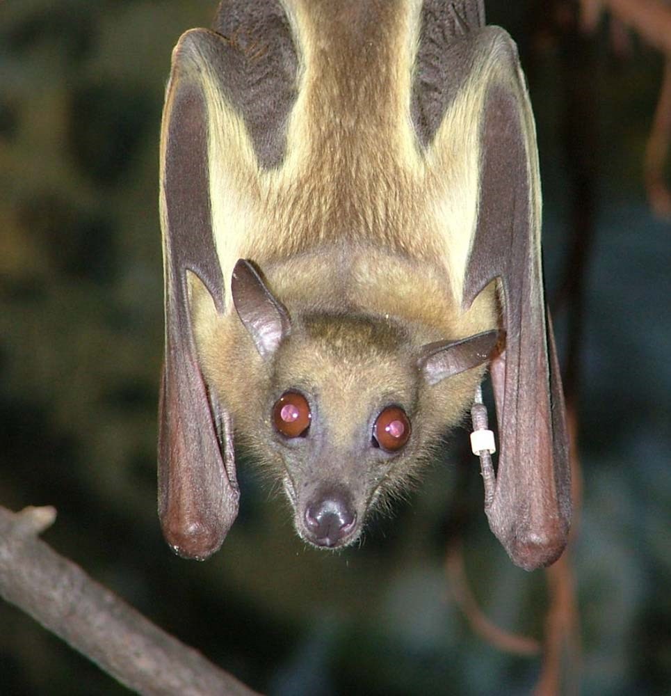 Straw Coloured Fruit Bat, Animals Wiki