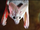 Ghost Bat