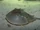 Atlantic Horseshoe Crab