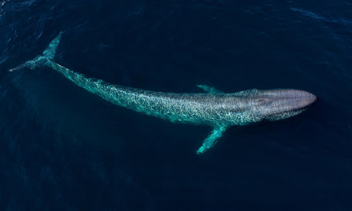 Blue Whale | Animals Wiki | Fandom