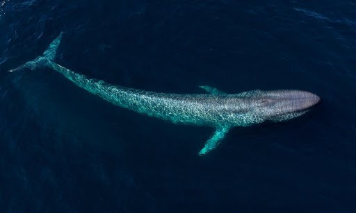 Beluga whale - Wikipedia