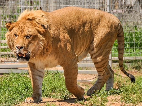 hybrid animals liger