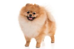 The Pomeranian (often known as a Pom) is a breed of dog of the Spitz type,  named for the Pomerania region in Central Europe Stock Photo - Alamy