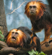 Golden-headed-Lion-Tamarins