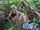 Pygmy Three-toed Sloth