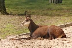 Chamois Animal Facts  Rupicapra rupicapra - A-Z Animals