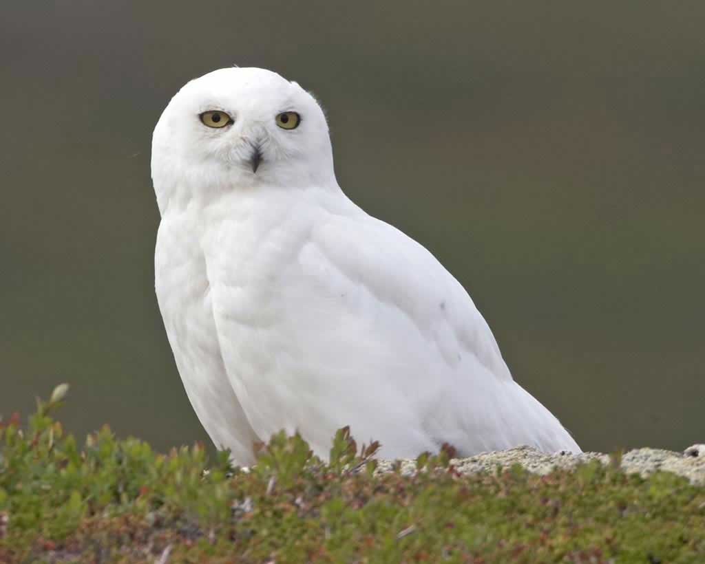 male snowy owl flying