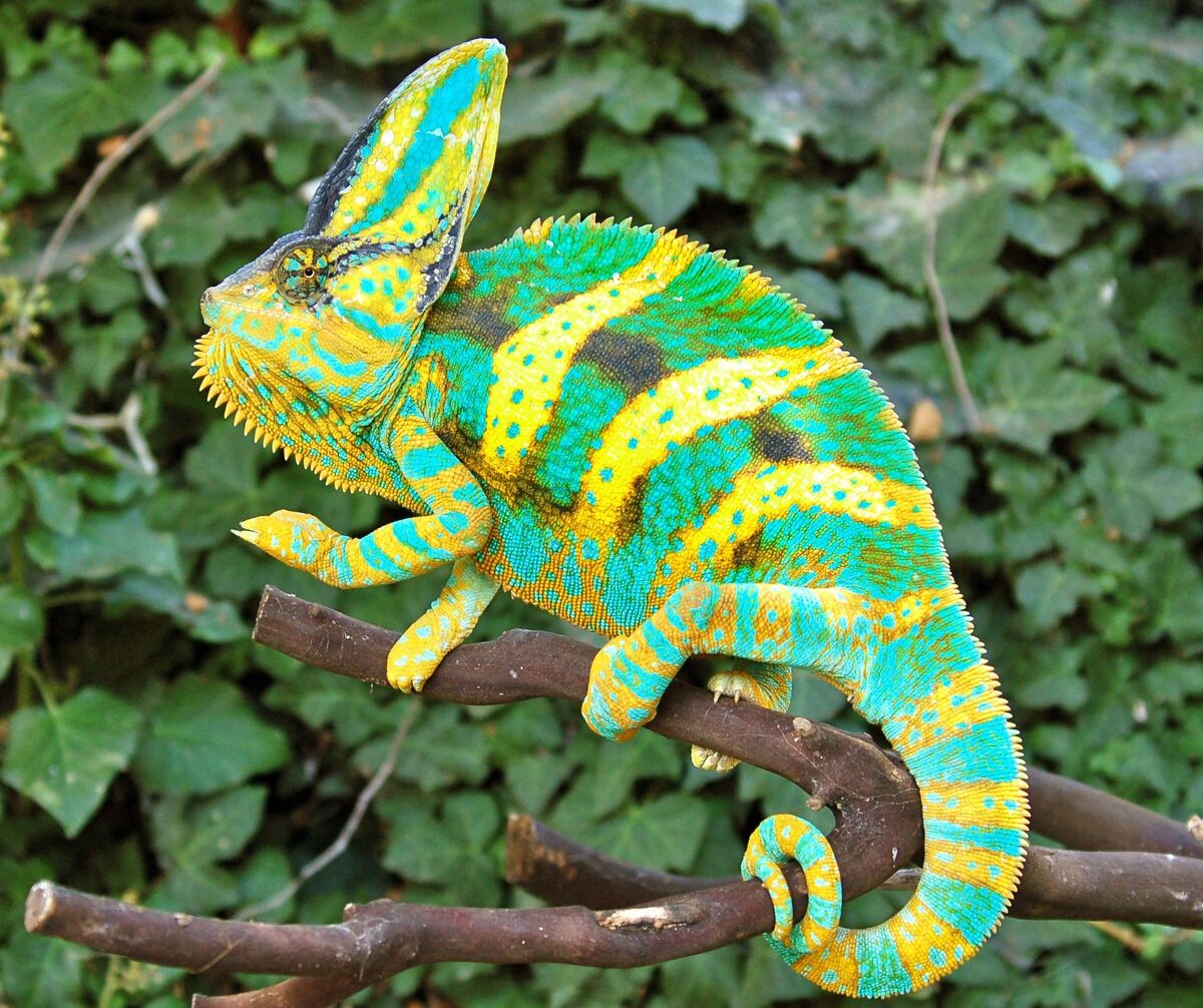 Chameleon, Wiki