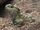 Northern Tuatara
