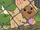 Cairn Terrier
