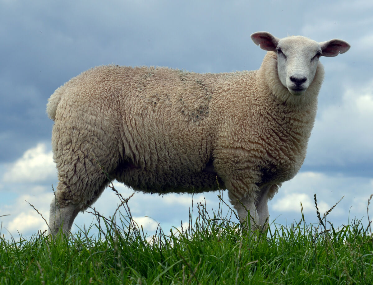 Sheep - Wikipedia