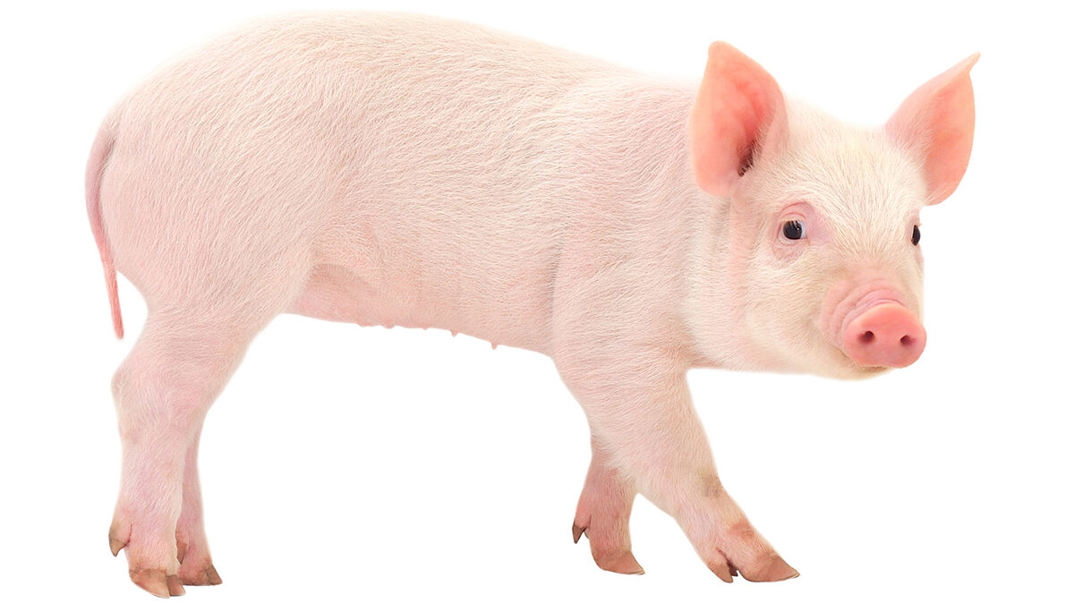 American Yorkshire Pig | Animals Wiki | Fandom
