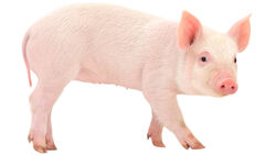 PigFullBody
