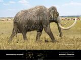 Woolly Mammoth