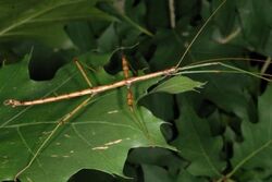 Common walkingstick - Wikipedia