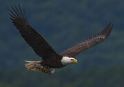 Eagle, Bald