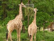 Giraffa-camelopardalis-angolensis3