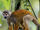 Common Squirrel Monkey