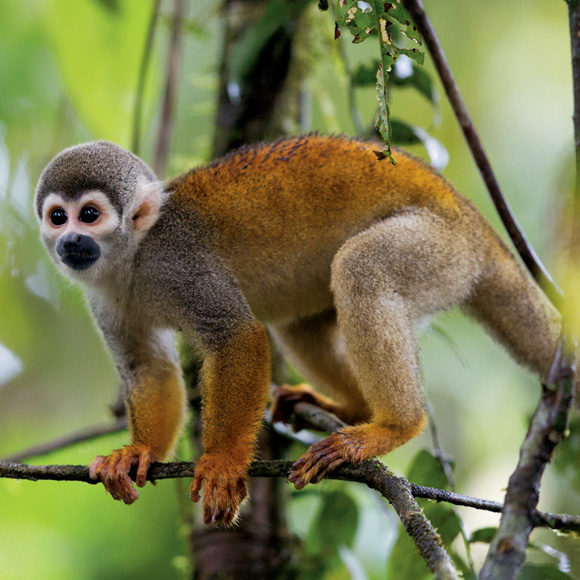 Squirrel monkey - Wikipedia