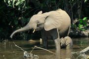African-Forest-Elephant