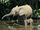 East African Forest Elephant