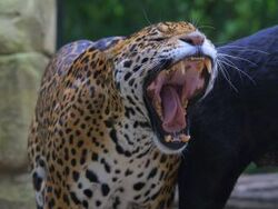 Jaguar | Animals Wiki | Fandom Jaguar | Animals Wiki | Fandom