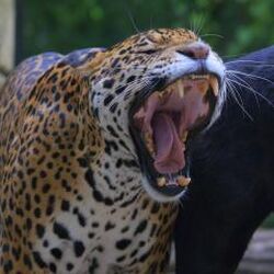 Category:South American Animals | Animals Wiki | Fandom Category:South American Animals | Animals Wiki | Fandom