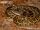 African Rock Python