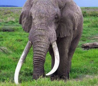 African elephant 77888863222000777