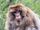Barbary Macaque
