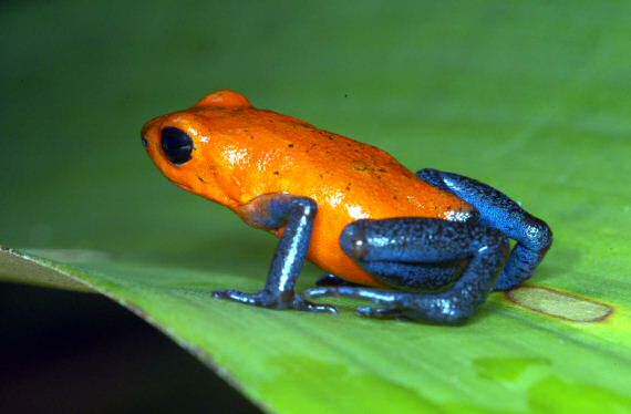 blue and orange poison dart frog