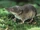 Arctic Shrew