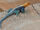 Common Agama