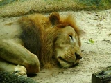 East African Lion