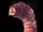 Mongolian Death Worm