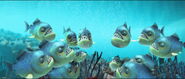 Red-Bellied Piranha