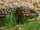 Shingleback Skink