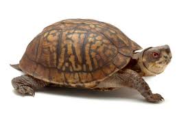 Common Box Turtle | Animals Wiki | Fandom