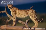 Cheetah (Animals)