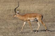 Aepyceros melampus