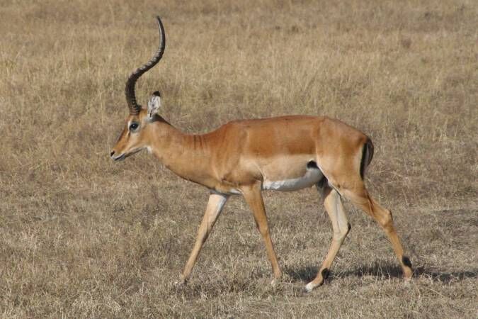 impala animal