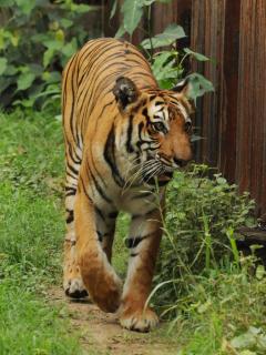 File:Orange bengal tiger at Cougar Mountain Zoological Park 1.jpg -  Wikipedia