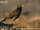 Common Myna
