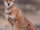 Ethopian Wolf