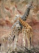 Giraffa-camelopardalis-rothschildi7