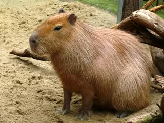 Capybara, Age of Empires Series Wiki