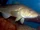 Atlantic Cod
