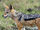 Black-backed Jackal